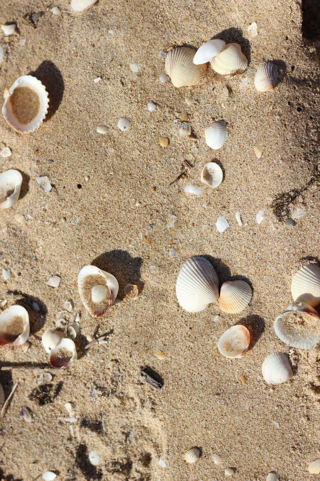 Coquillages sur le sable de la plage de Meia Praia